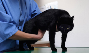 Nyresvikt og nyreinsuffisiens